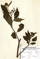 藏品(毛柱萬桃花)的圖片